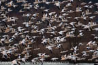 Snow Geese Landing a tSnrise